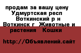 продам за вашу цену - Удмуртская респ., Воткинский р-н, Воткинск г. Животные и растения » Кошки   